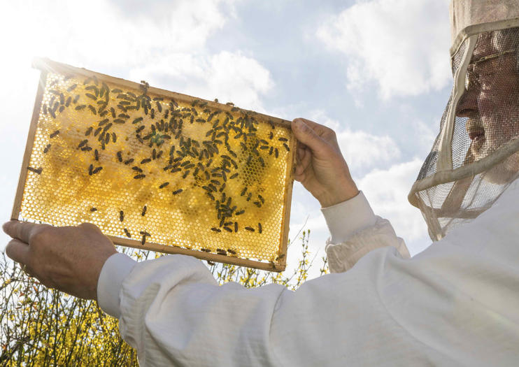Clifford’s Honey Farm